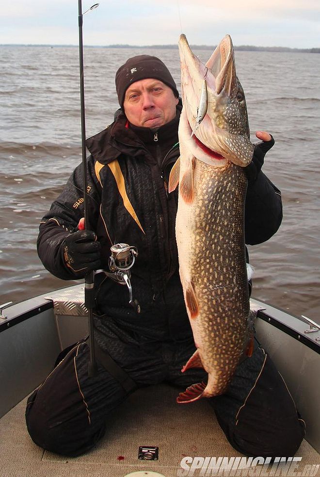 Изображение 7 : Особенности осенней ловли трофейной рыбы на Чебоксарском водохранилище. Часть - третья.